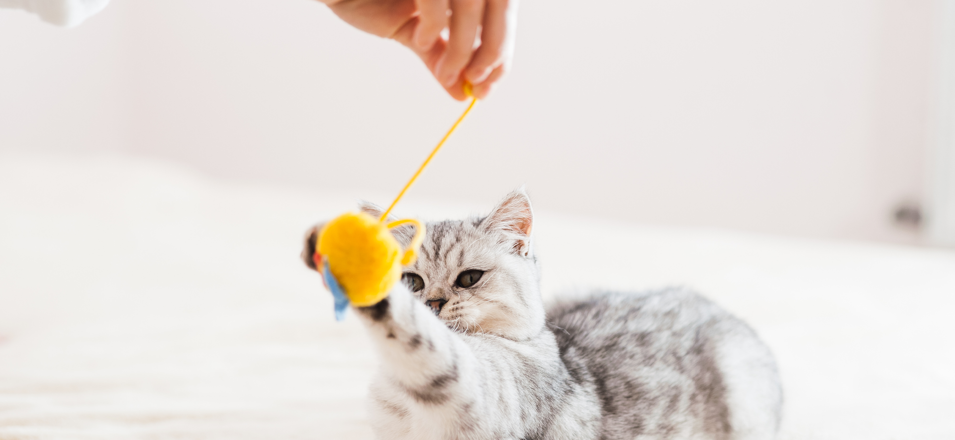 cómo jugar con un gato sin juguetes